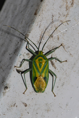 Urolabida