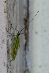 Urolabida