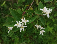 Lonicera
