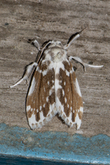 Pseudoadites frigida