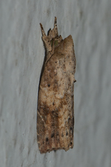 Camptozada mirabilis