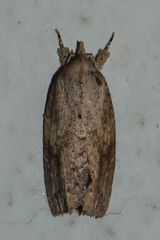 Camptozada mirabilis
