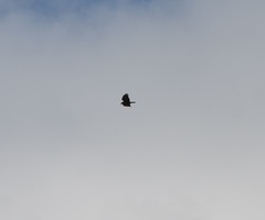 Buteo buteo rothschildi