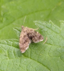 Anthophila fabriciana