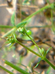 Macroglossum stellatarum