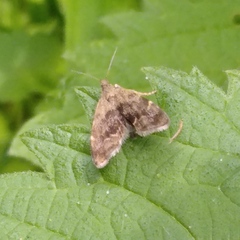 Anthophila fabriciana
