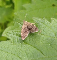 Anthophila fabriciana