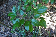 Cleistanthus cunninghamii