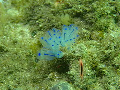 Clavelina australis
