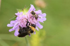 Megachile