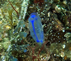 Clavelina australis