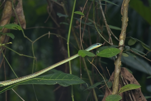 Photo of a Southern Bronzeback (Dendrelaphis grandoculis)