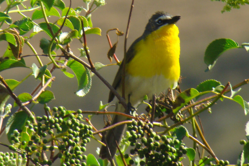 Yellow Breasted Chat Birds Of Floracliff Nature Sanctuary · Inaturalist