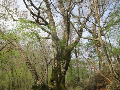 Japanese beech (Fagus crenata)