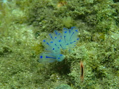 Clavelina australis