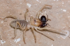 Galeodidae