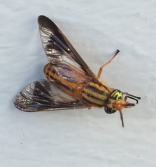 Chrysops vittatus