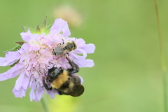 Megachile