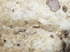 Ponera pennsylvanica