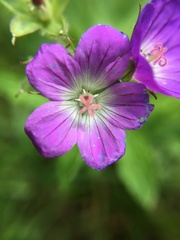 Geranium