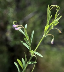 Vicia tetrasperma