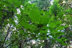 Dendrocnide photiniiphylla