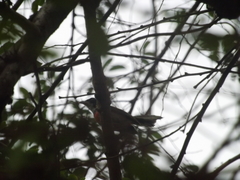 Granatellus venustus