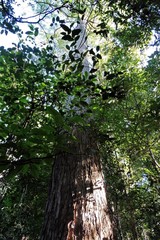 Eucalyptus microcorys