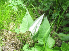 Saussurea controversa