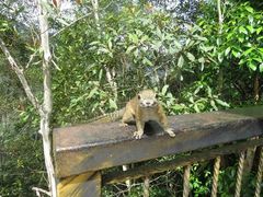 Callosciurus orestes