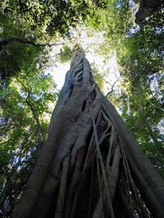 Ficus obliqua