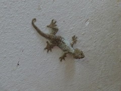 Gekko rhacophorus