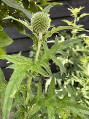 Echinops sphaerocephalus
