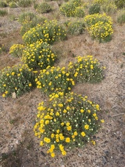 Grindelia chiloensis