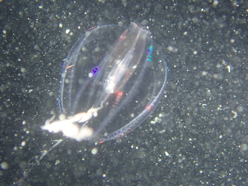 Sea Gooseberry, photo 6 of 8