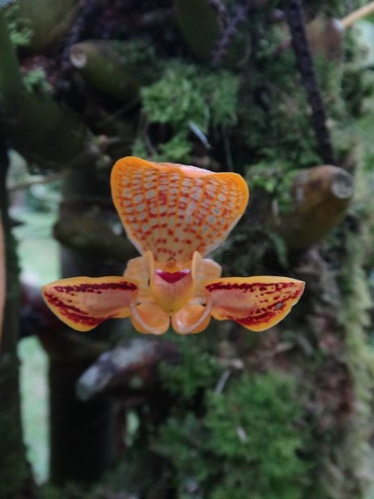Bulbophyllum dearei