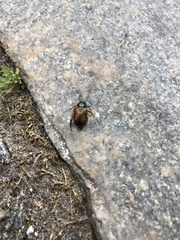 Phyllopertha horticola