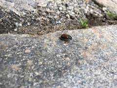 Phyllopertha horticola