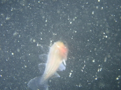 Pollachius pollachius
