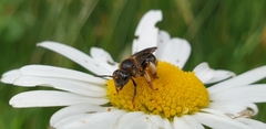 Macropis fulvipes