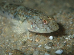 Pomatoschistus microps