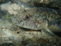 Pomatoschistus microps