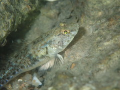 Pomatoschistus microps