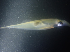 Alloteuthis subulata