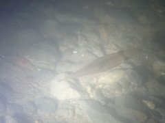 Alloteuthis subulata