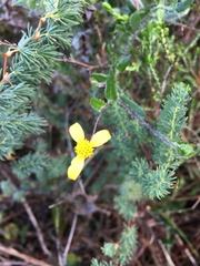 Osteospermum ciliatum