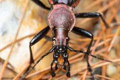 Carabus nankotaizanus