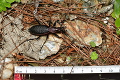 Carabus nankotaizanus