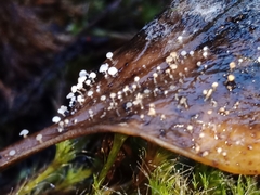 Physalacria stilboidea