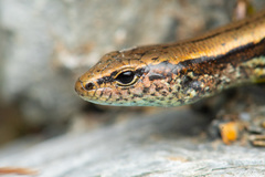 Sphenomorphus taiwanensis